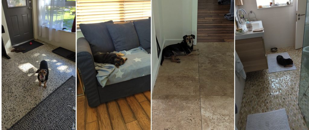 Small dog on four different types of home flooring: terrazzo, hardwood, tile, and mosaic bathroom tile — real-life surfaces cleaned with top-rated floor cleaners.