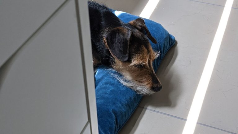 How to Clean Pet Urine on Tile and Sealed Floors — And What Actually Works