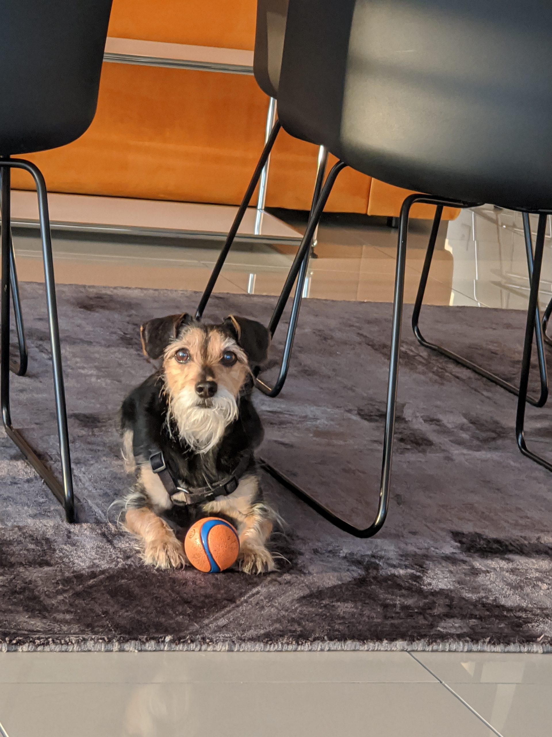 cleaning grout without scrubbing for pets