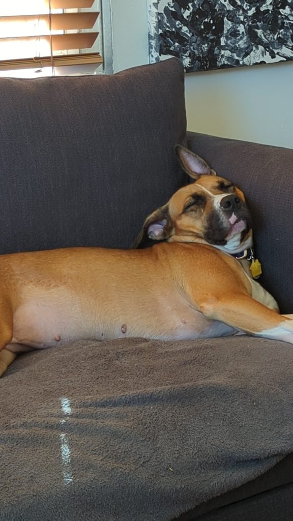 Dog sleeping on a gray couch after a deep floor cleaning session, looking completely relaxed and carefree — the perfect South Florida post-mopping mood.