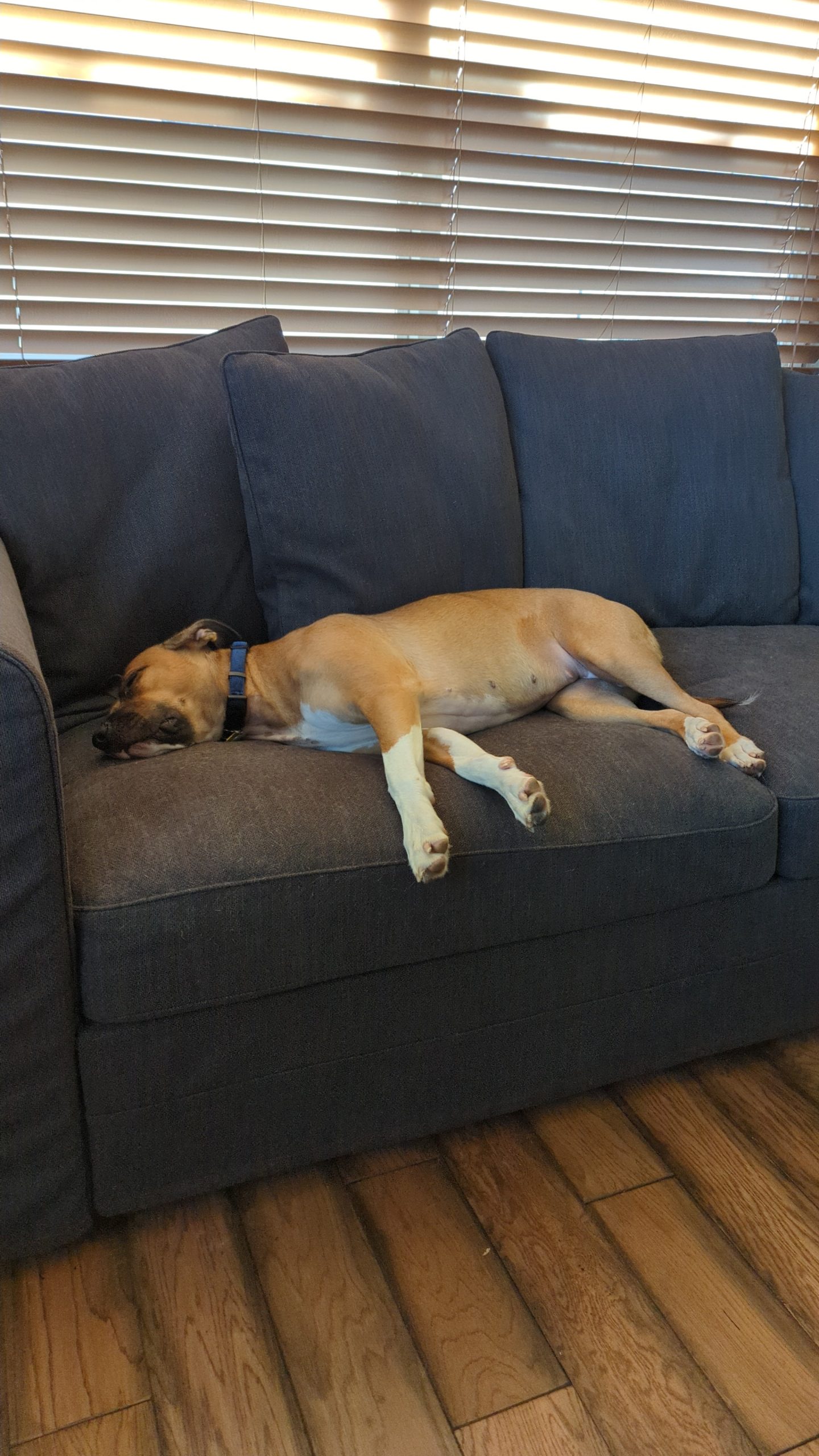 After a deep clean with Odoban vs Zep floor cleaners, our dog proves the couch is the real reward.