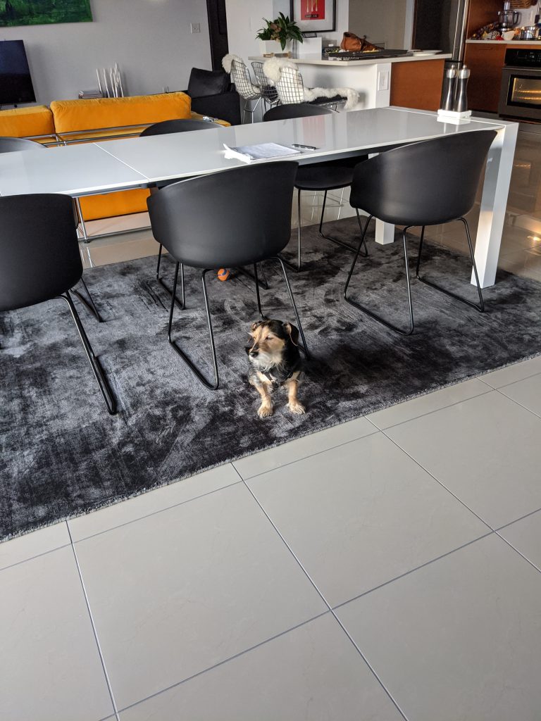 how to clean tile floors without damaging grout with a small dog on a clean tile floor in a modern South Florida living room, showing grout lines that look bright and intact after cleaning