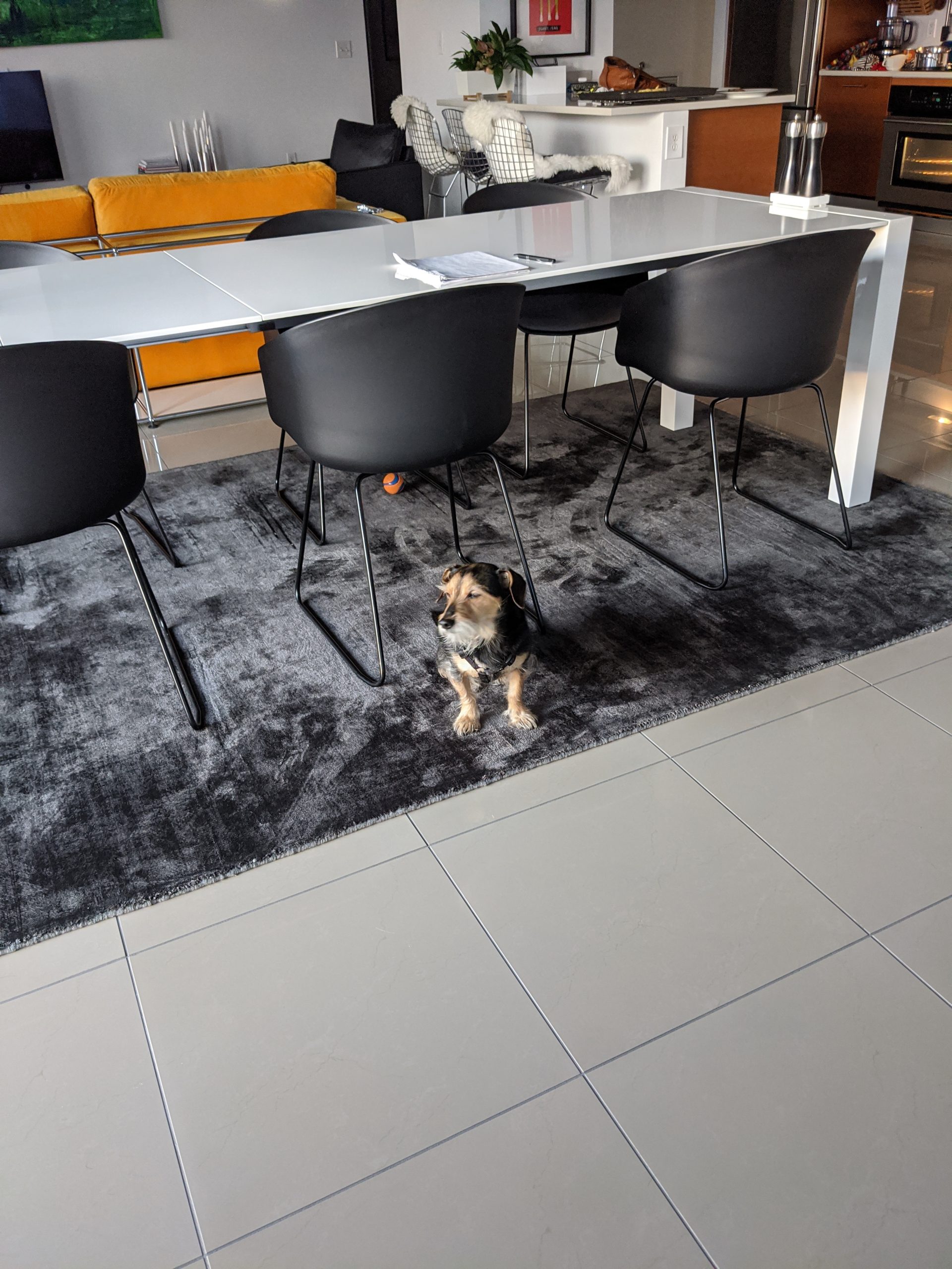 how to clean tile floors without damaging grout with a small dog on a clean tile floor in a modern South Florida living room, showing grout lines that look bright and intact after cleaning